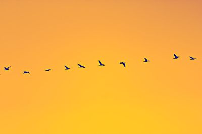 Birds flying against clear sky during sunset