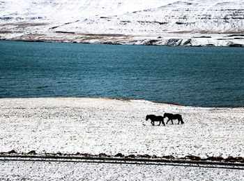 View of a dog on snow covered shore