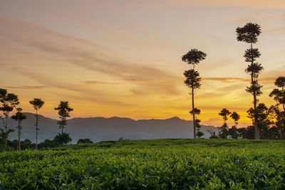 Scenic view of field against sky during sunset