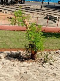 High angle view of plants growing on field