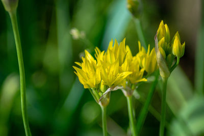Close-up of yellow flowering plant on field
