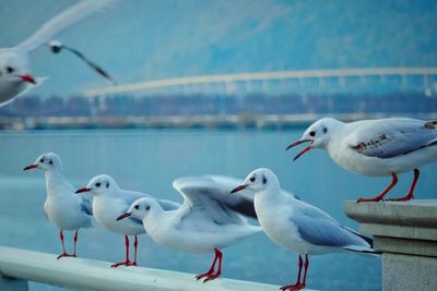 Seagulls against sea