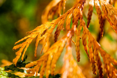 Close-up of fresh green leaves