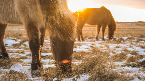 Horse grazing on field during winter