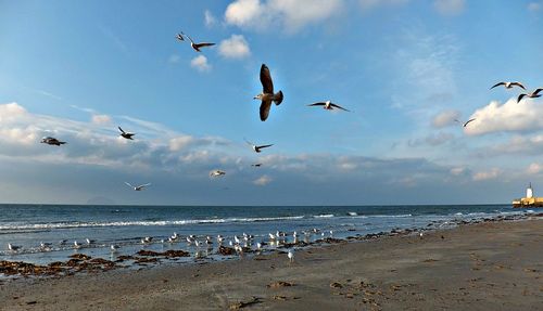 Low angle view of seagulls flying over sea