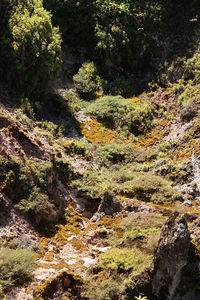 Plants growing on rock