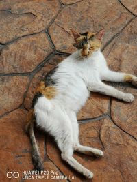 High angle view of cat relaxing on floor