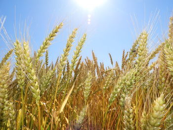 Close-up of wheat growing on field against bright sun