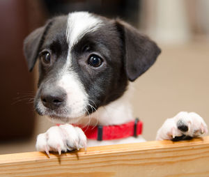 Close-up portrait of dog