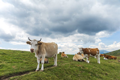 Cows on a field