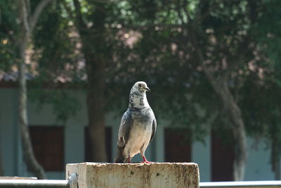 Close-up of bird perching on a pole