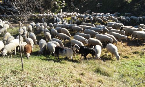 Flock of sheep grazing on field