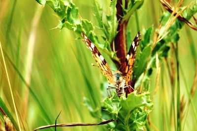 Close-up of insect on plant