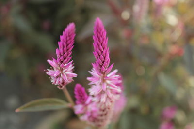 Close-up of pink flowering plant