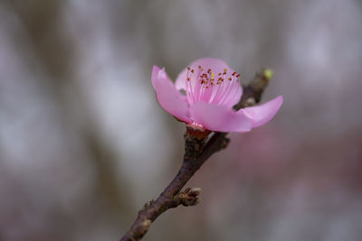 Close-up of pink flower buds