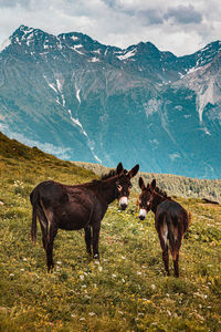 Horses in a field