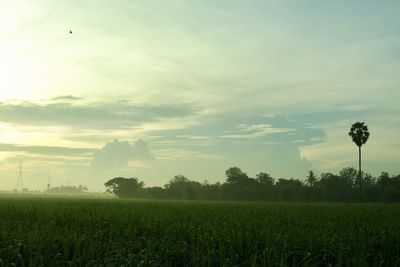 Scenic view of agricultural field against sky