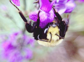 Close-up of honey bee on purple flower