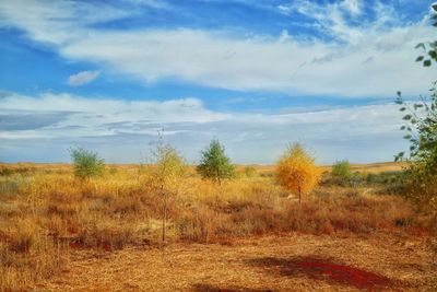 Plants on field against sky