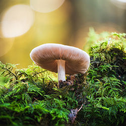 Close-up of mushroom growing on field