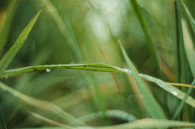 Close-up of raindrops on grass