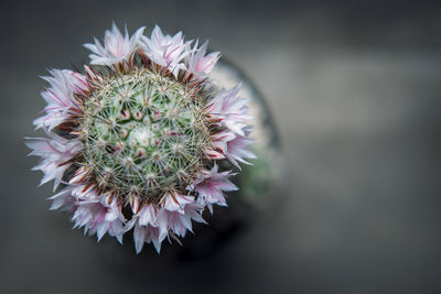 Close-up of succulent plant