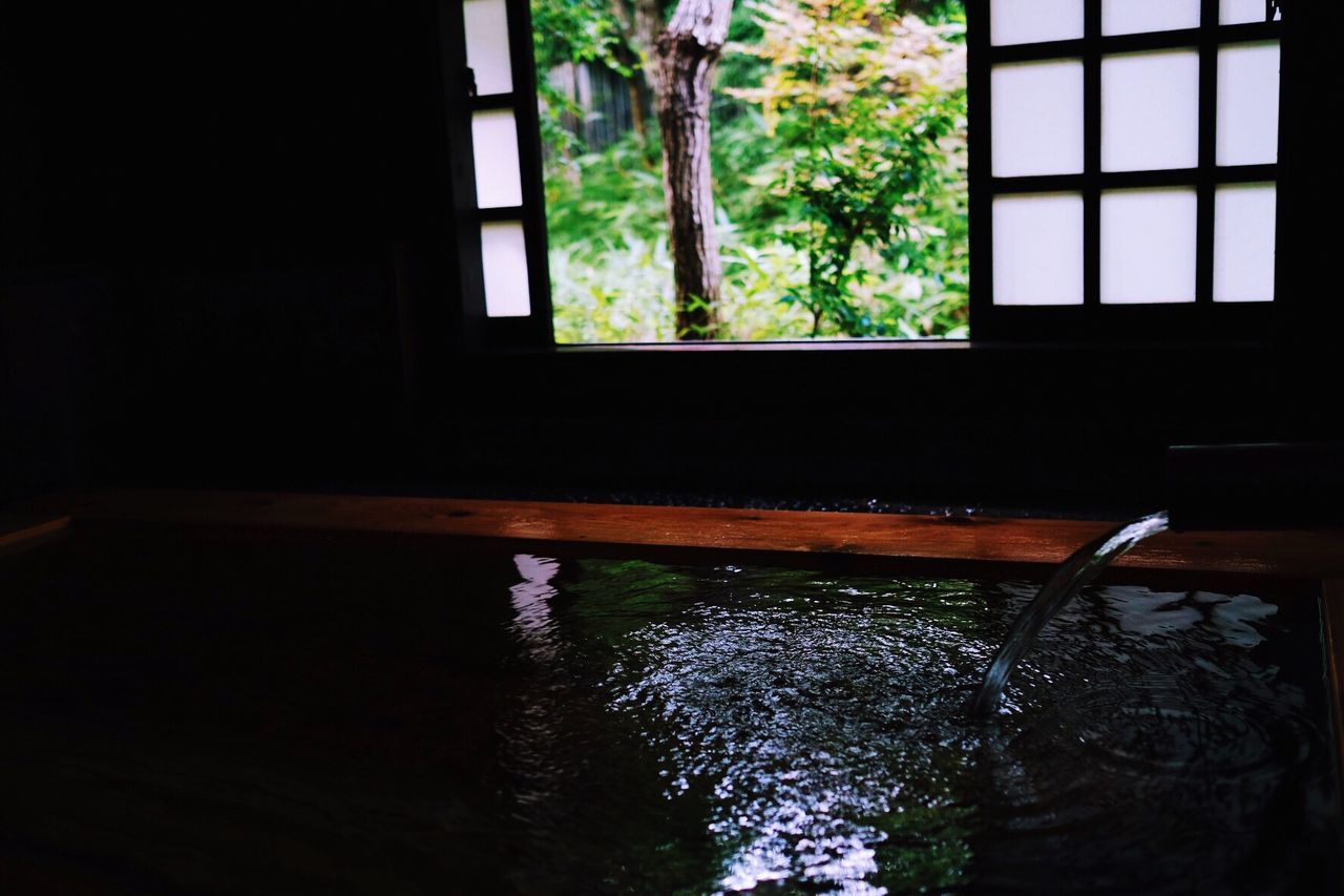 CLOSE-UP OF TREE IN WINDOW