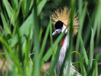 Close-up of bird amidst grass