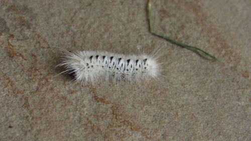 High angle view of caterpillar