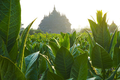 Plants growing outside temple against clear sky