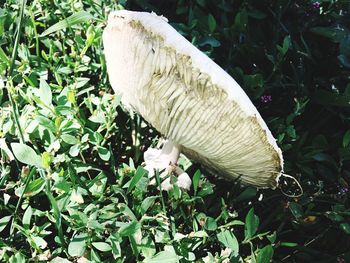 Close-up of feather on plant