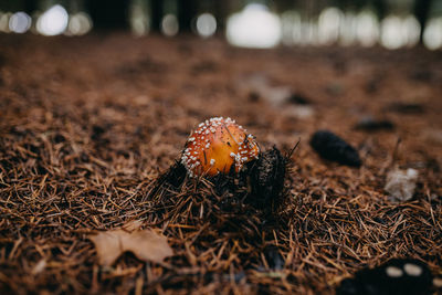 Amanita muscaria mushroom