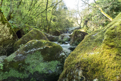 Stream flowing through rocks in forest