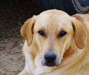 Close-up portrait of a dog on field