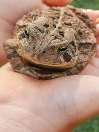 Close-up of hand holding turtle