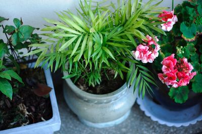 High angle view of potted plants