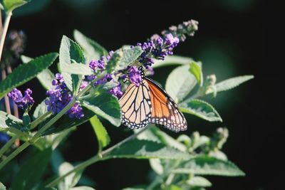 Close-up of butterfly pollinating on flower
