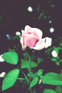 Close-up of pink rose