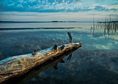 Close-up of tree trunk in sea against sky