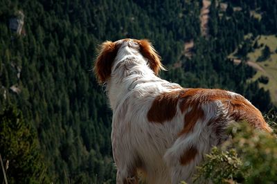 Close-up of dog against trees