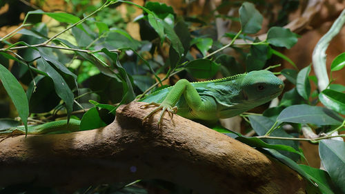 Close-up of a lizard on tree