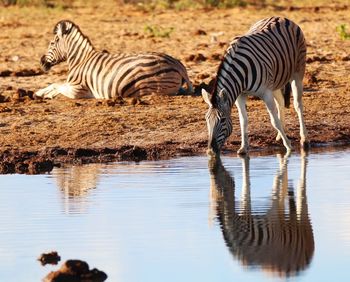 Zebras drinking water in a lake