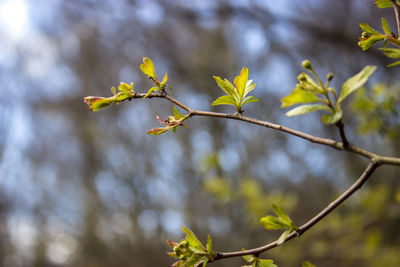 Low angle view of flowering plant on branch