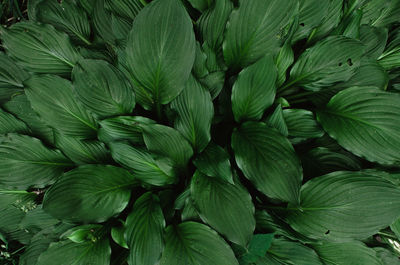 Full frame shot of green leaves