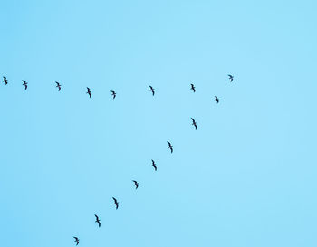 Low angle view of birds flying against clear blue sky