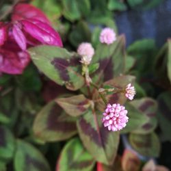 Close-up of pink flowers blooming outdoors