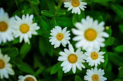 Close-up of white daisy flowers