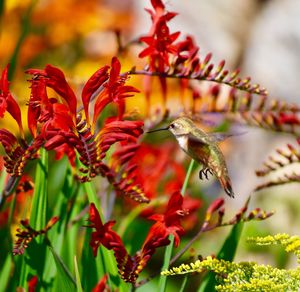 Close-up of butterfly pollinating on flower