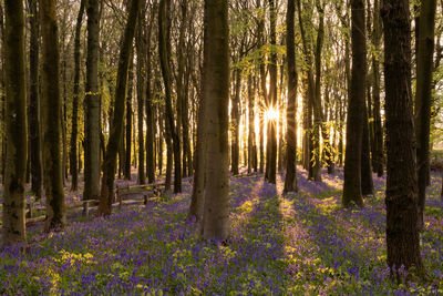 Trees in forest