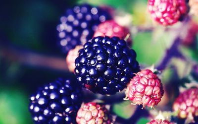 Close-up of berries